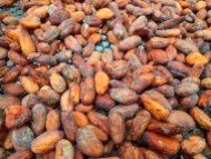 Drying out the cacao.